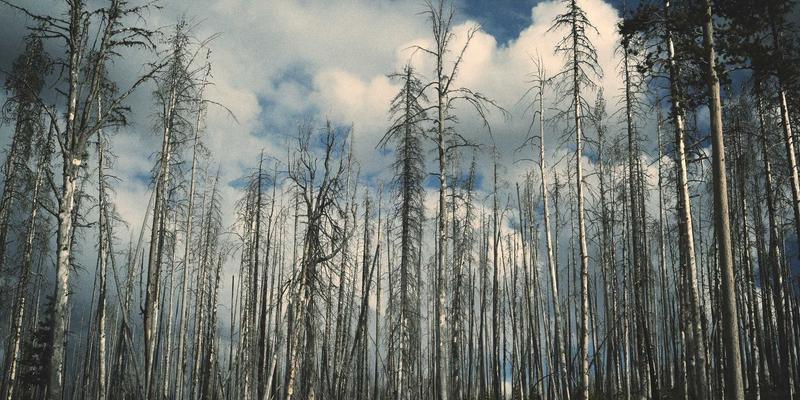 中小企业精益管理咨询：西维克茨如何以最小成本实现运营效率最大化